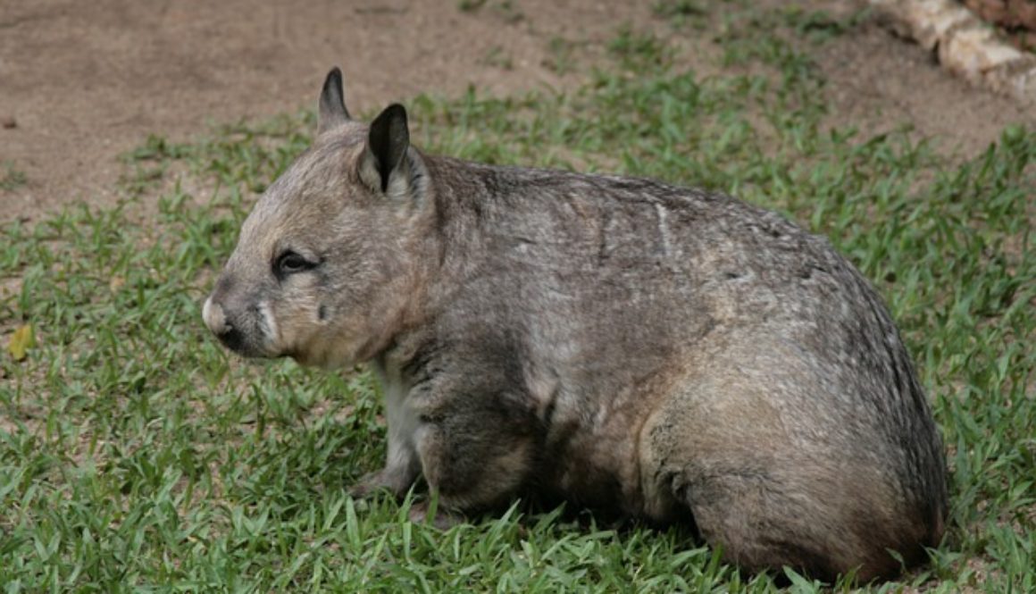 wombat-4998862_640