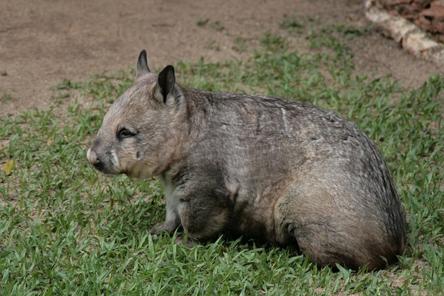 wombat-4998862_640