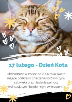 17 lutego - Dzień Kota